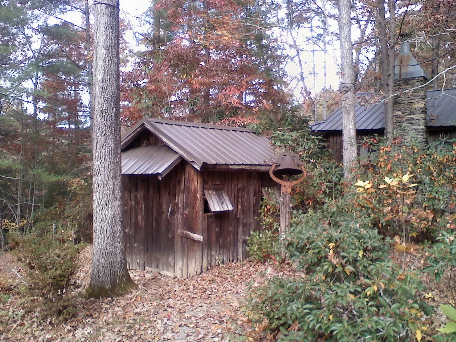 Small metal roof on a rough sawn shed in the woods in Summerfield